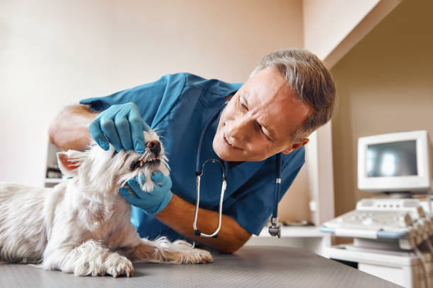 Best Emergency Dental Care for Broken or Chipped Teeth in Ocala, FL